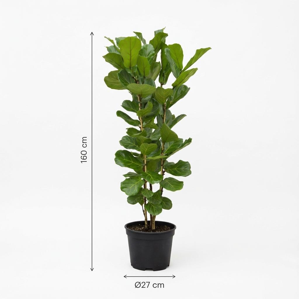 Ficus Lyrata struik - 140 cm - Ø27