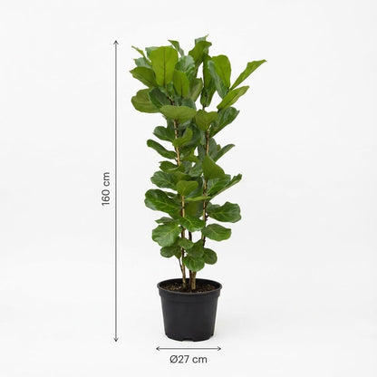 Ficus Lyrata struik - 140 cm - Ø27