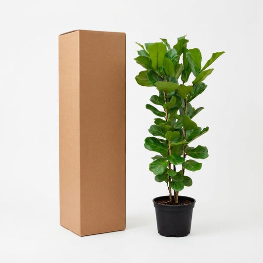 Ficus Lyrata struik - 140 cm - Ø27