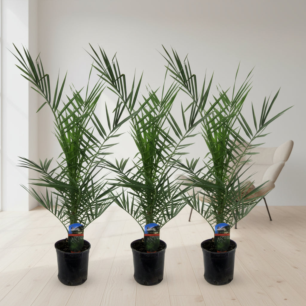 3x Phoenix Canariensis - 80 cm - Ø15