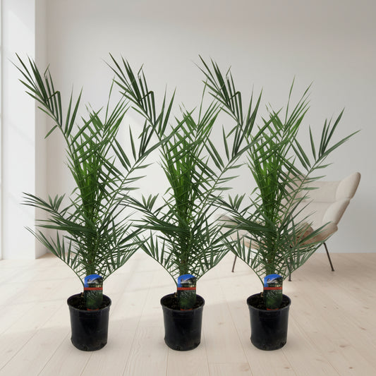3x Phoenix Canariensis - 80 cm - Ø15
