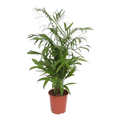 Chamaedorea Seifrizii - 140 cm - ø27