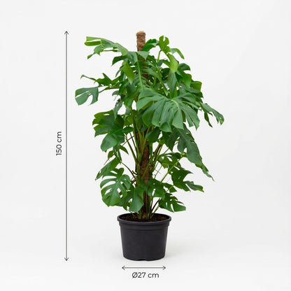 Monstera Deliciosa XXL - 140cm - ⌀27