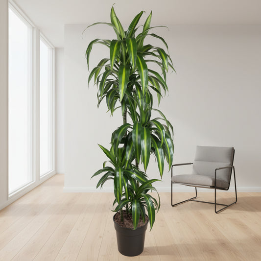 Dracaena Hawaiian Sunshine - 150cm