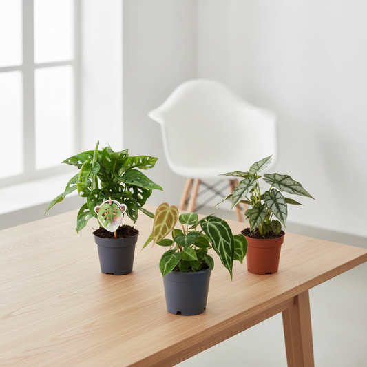 Groen mix 3 planten - Monstera obliqua 'Monkey Leaf' - 25 cm - ø12 - Philodendron Brandtianum - 35 cm - ø12 - Anthurium Chrystallium - 35 cm - ø12
