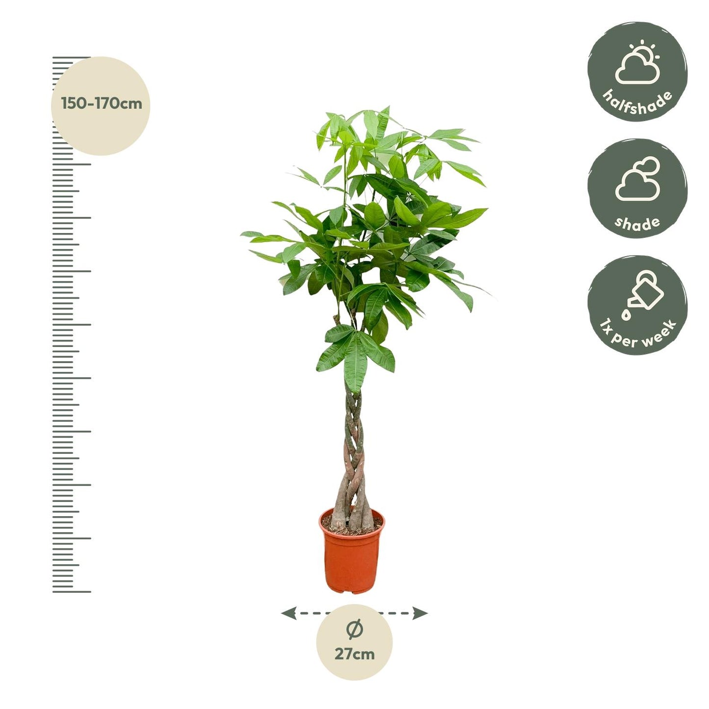 Pachira Aquatica - 110cm - ø21cm