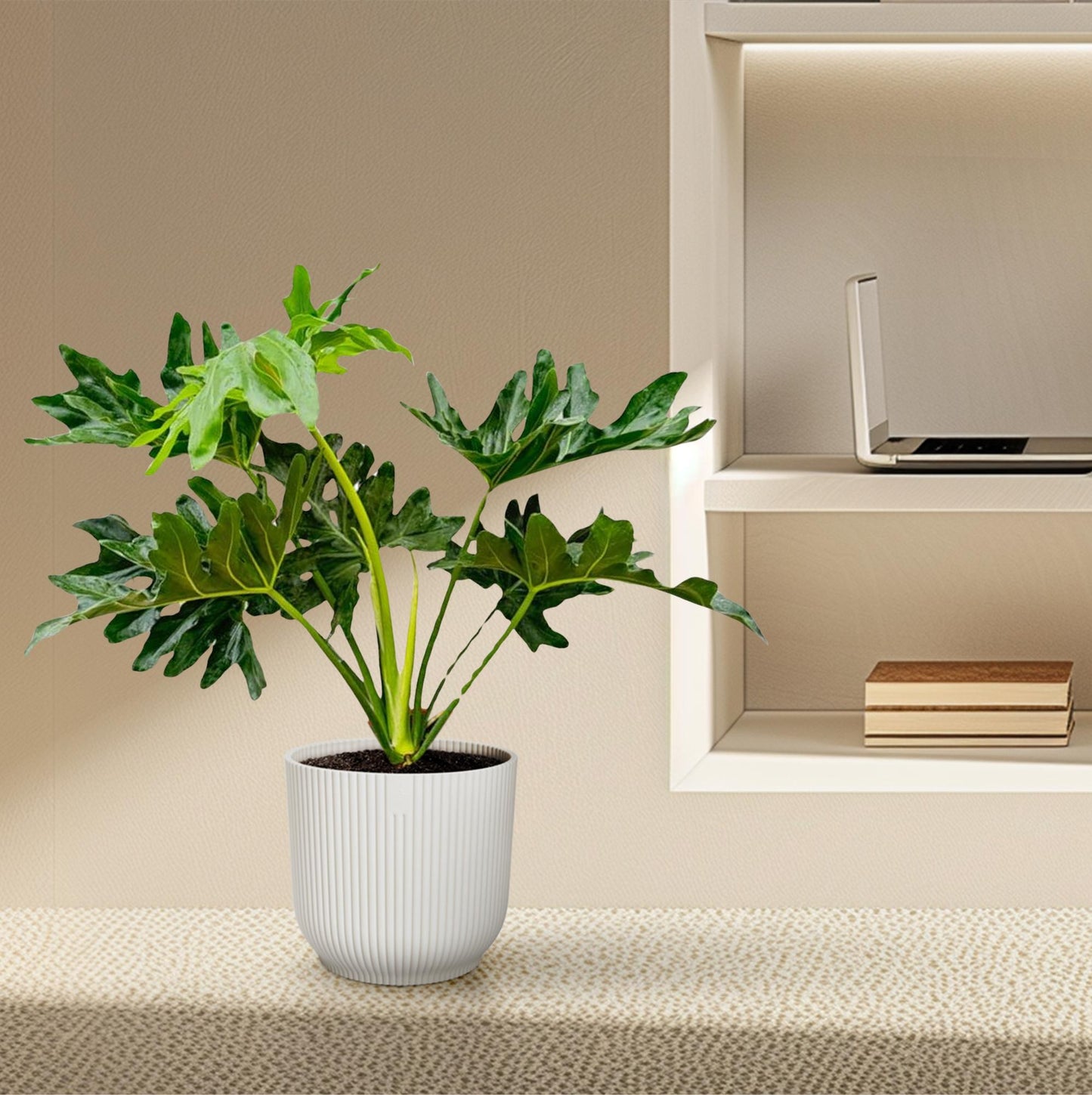 Philodendron Selloum - 60 cm - Ø22