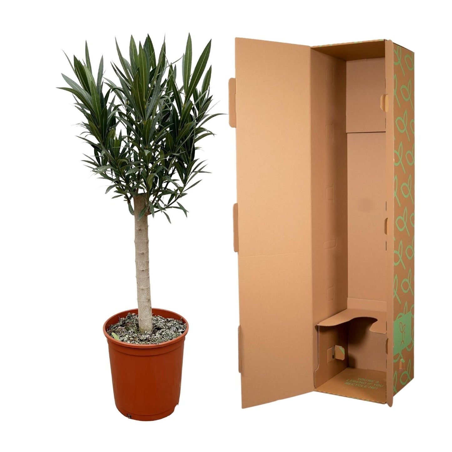 Nerium Oleander op stam met roze bloem - 110cm - Ø22
