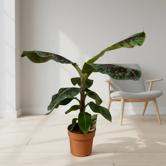 Musa - 70 cm - Ø19