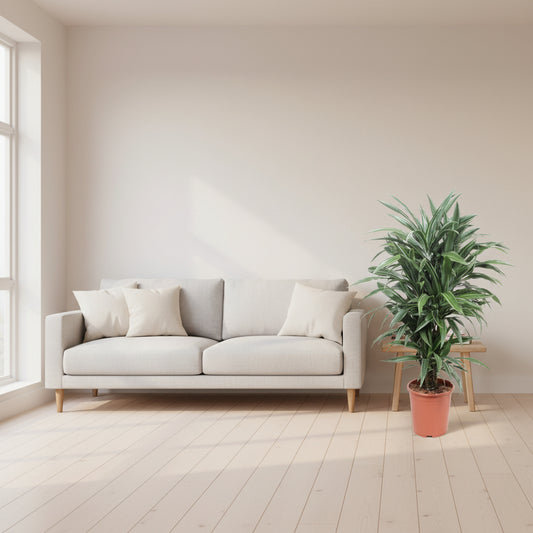 Dracaena Warneckei - 100 cm - ø27