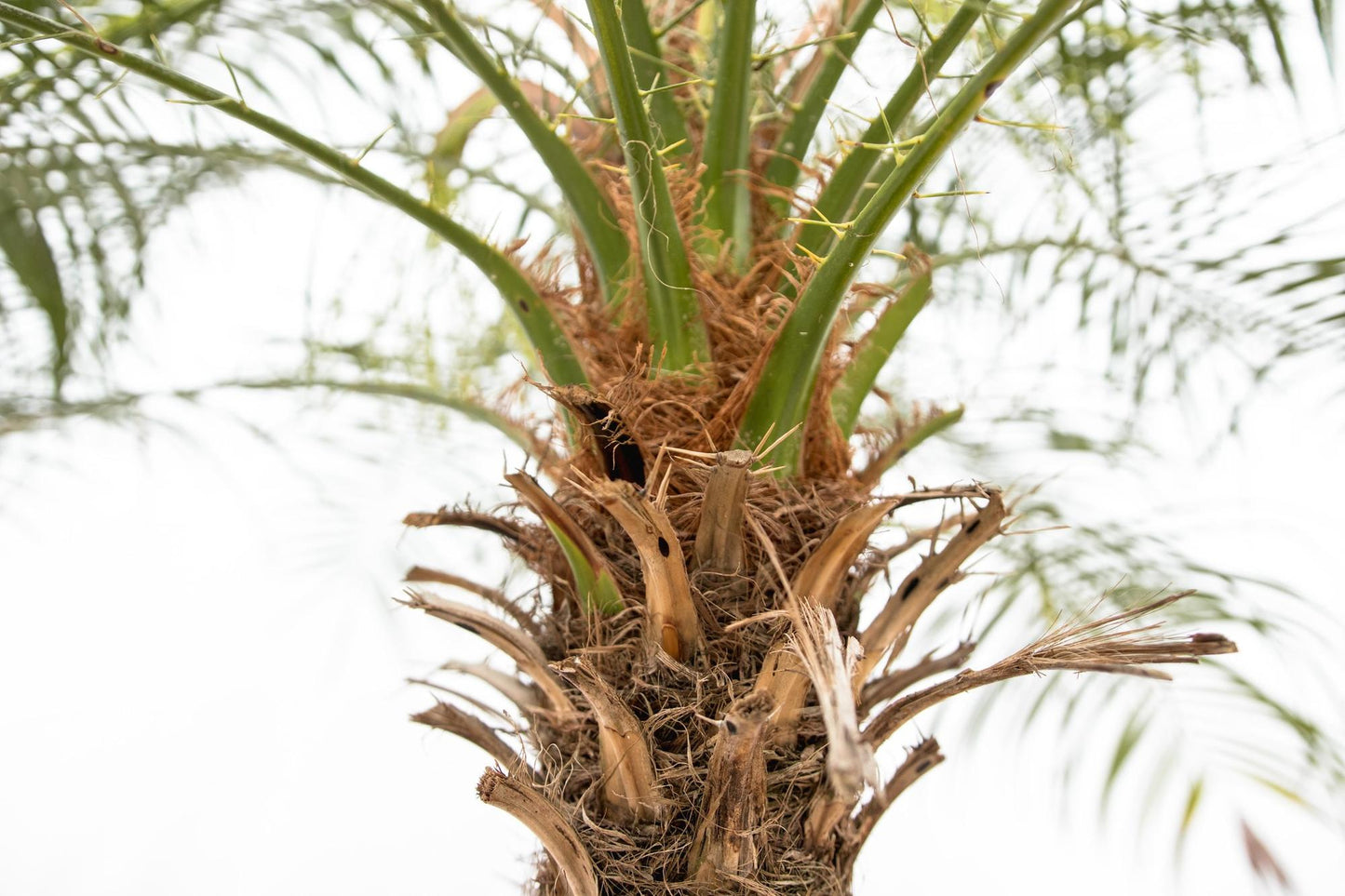 Phoenix Roebelenii op stam - 210cm - 200cm