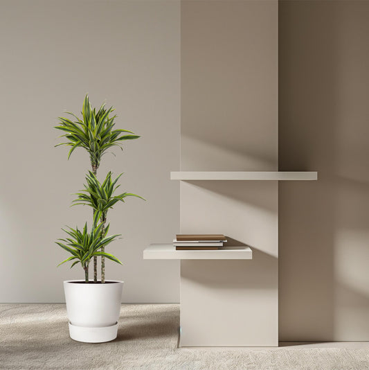 Dracaena Lemon Lime - 160 cm - ø27