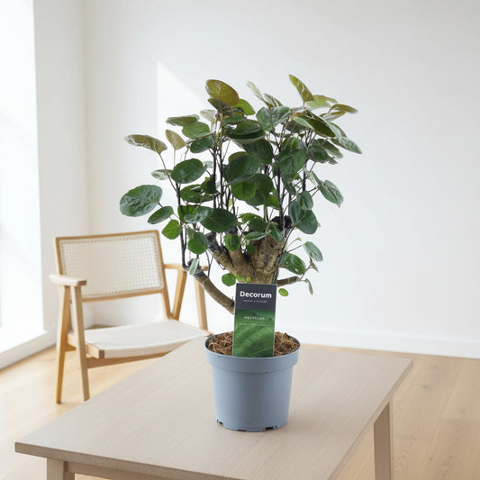 Polyscias Fabian - 45 cm - ø12