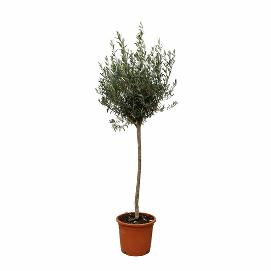 Olea Europaea op stam - 160cm- Ø24