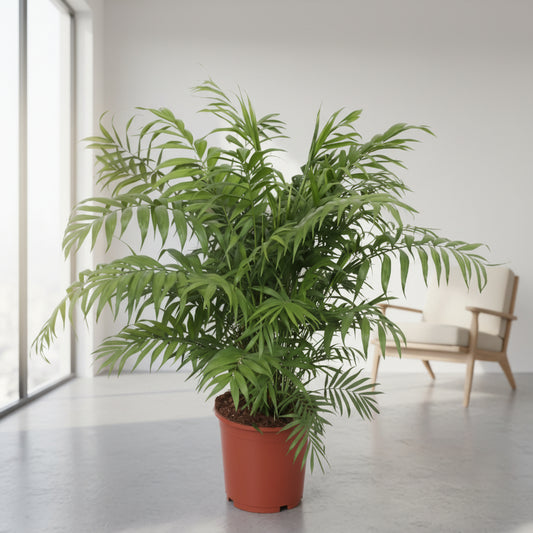 Chamaedorea Elegans  - 100 cm - Ø24cm