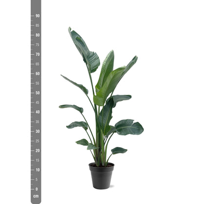 Strelitzia Nicolai XXL - 190 - 225 cm - ø34-45