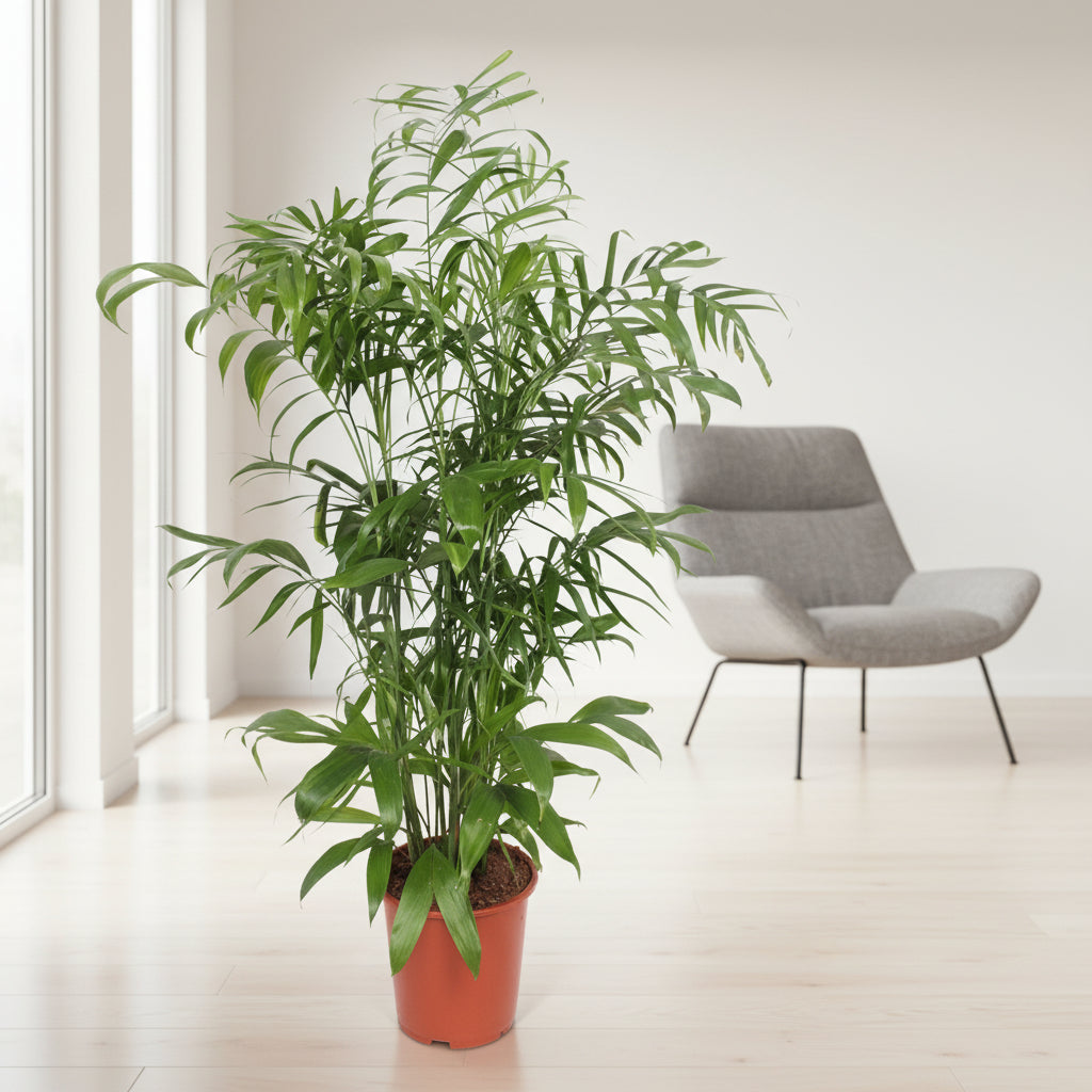 Chamaedorea Seifrizii - 170 cm