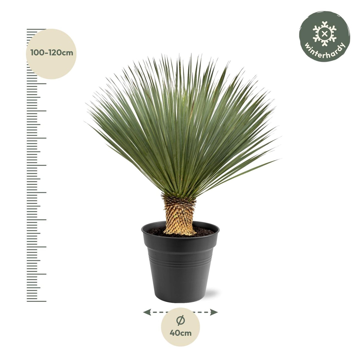 Yucca Rostrata - 100 - 120 cm - Ø40