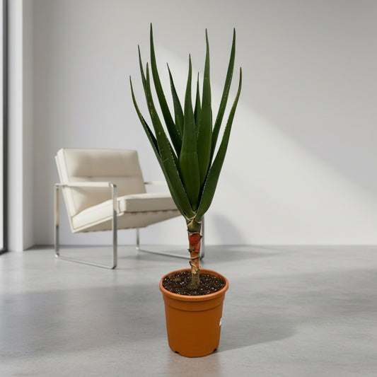 Aloe Barberae - 180 cm - Ø24cm