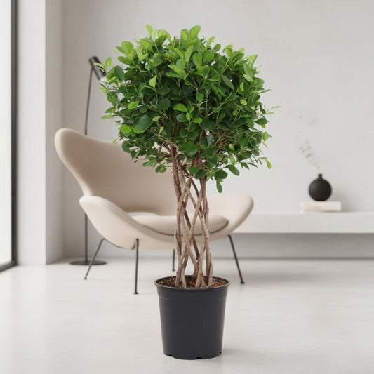Ficus Moclame gevlochten cilinder - 120 cm