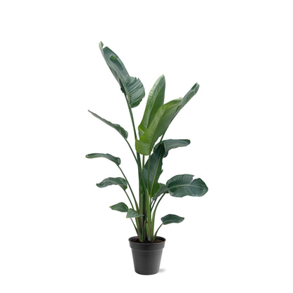 Strelitzia Nicolai XXL - 190 - 225 cm - ø34-45