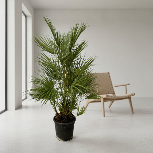 Chamaerops Humilis - 130 cm - Ø24cm