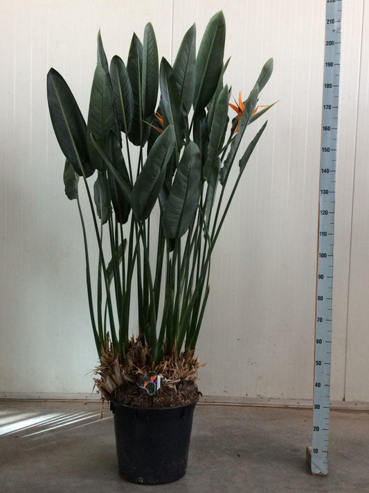 Strelitzia Reginae XXL - 200cm - ø50
