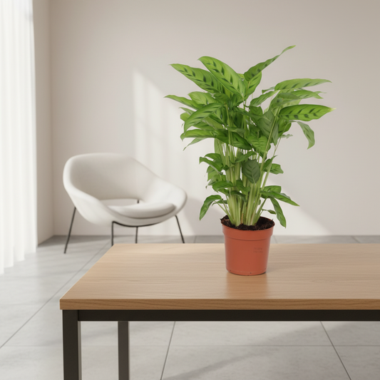 Calathea Leopardina - 35 cm - Ø12cm