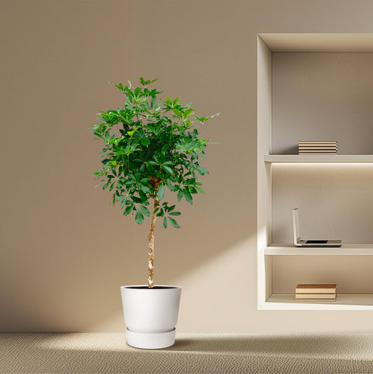 Schefflera op stam - 170cm - ø30