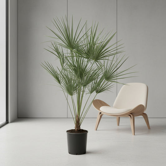 Chamaerops Humilis op stam - 160 cm - Ø24cm