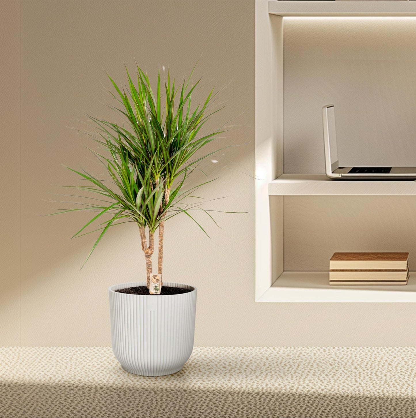 Dracaena Marginata - Ø17cm - ↕90cm