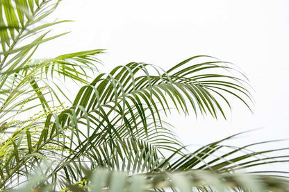 Phoenix Roebelenii op stam - 210cm - 200cm