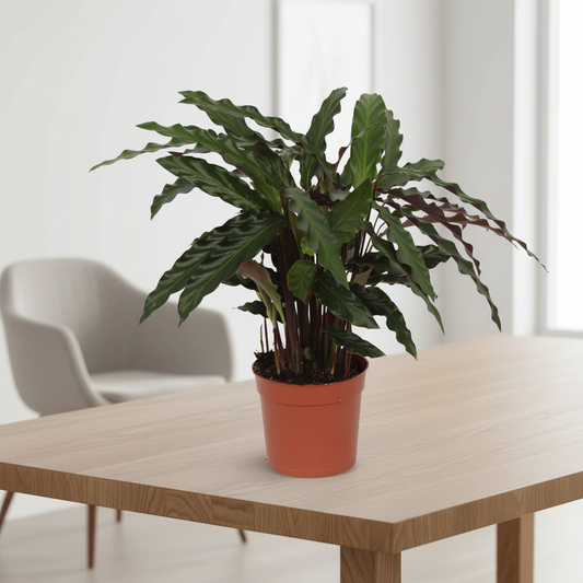 Calathea Elgergrass - 70cm - Ø17cm
