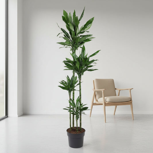 Dracaena Janet Lind XXL - 180cm
