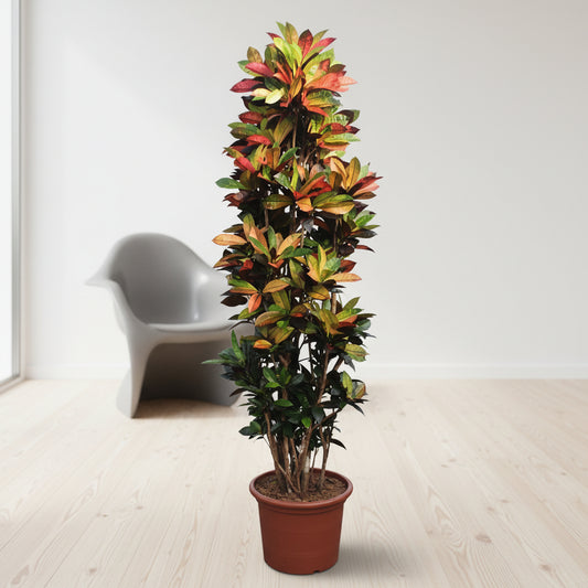 Codiaeum Iceton - 230 cm