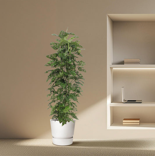 Monstera Monkey Leaf gaasrek - 180 cm - ø27