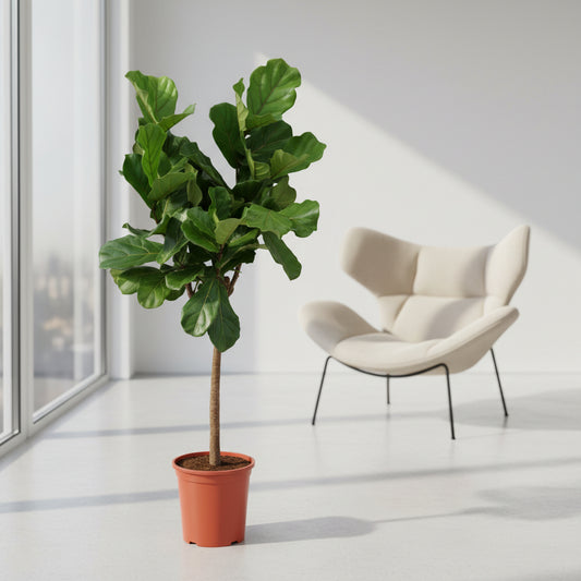 Ficus Lyrata boom ø27cm, 160cm hoog