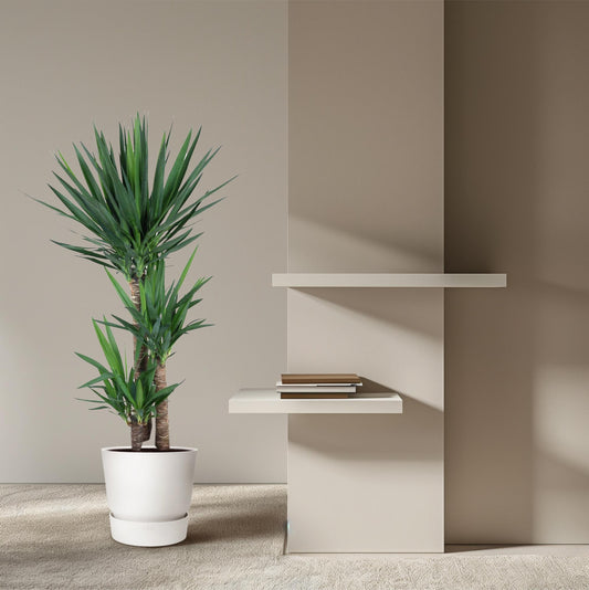 Yucca Elephantipe - 140 cm - ø24