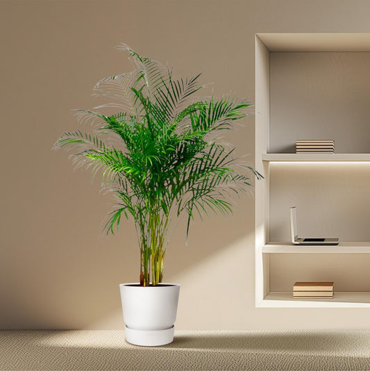 Dypsis Lutescens (Areca Palm) - 160 cm - ø27