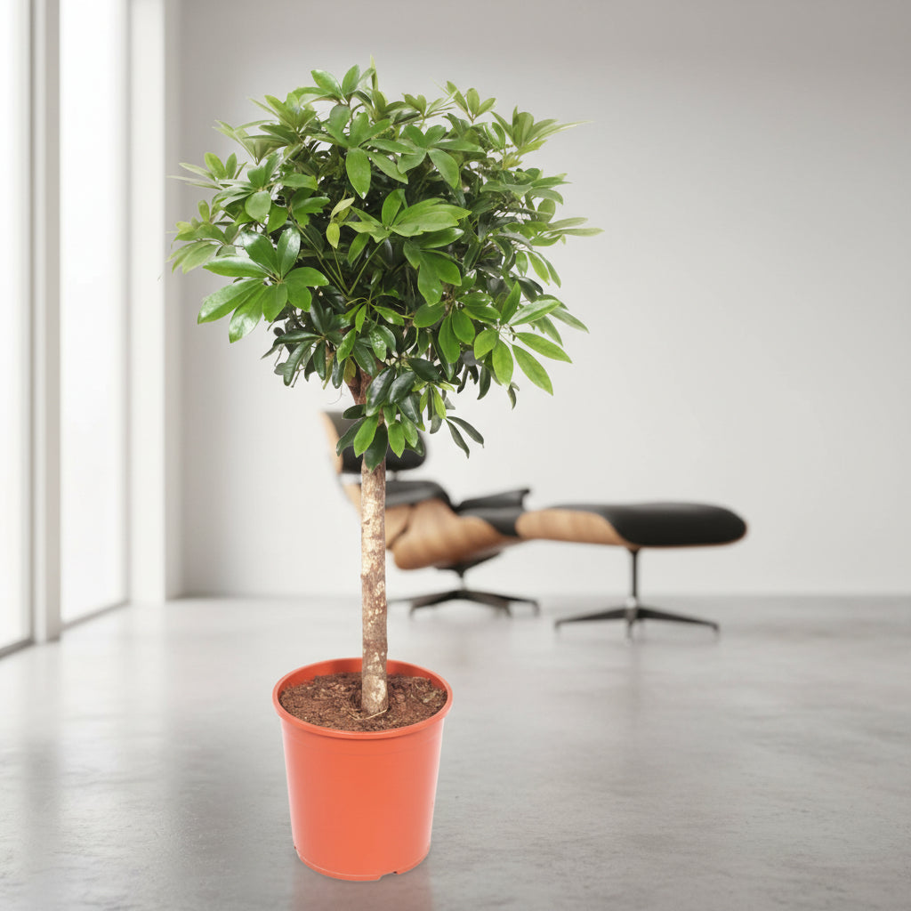 Schefflera  op stam - 150 cm
