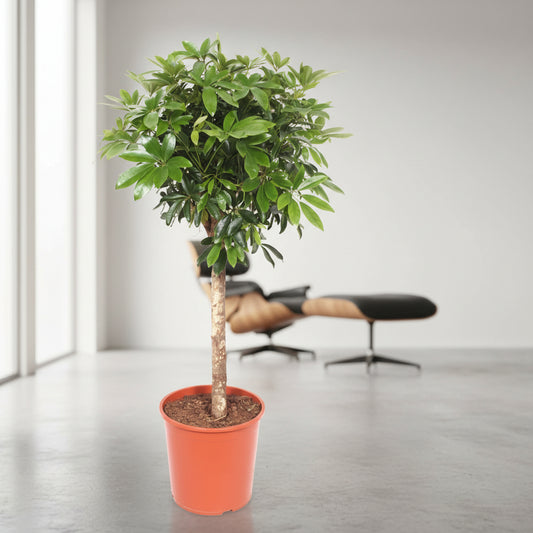 Schefflera  op stam - 150 cm