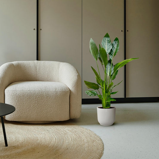 Strelitzia Reginae - 120 cm - Ø21