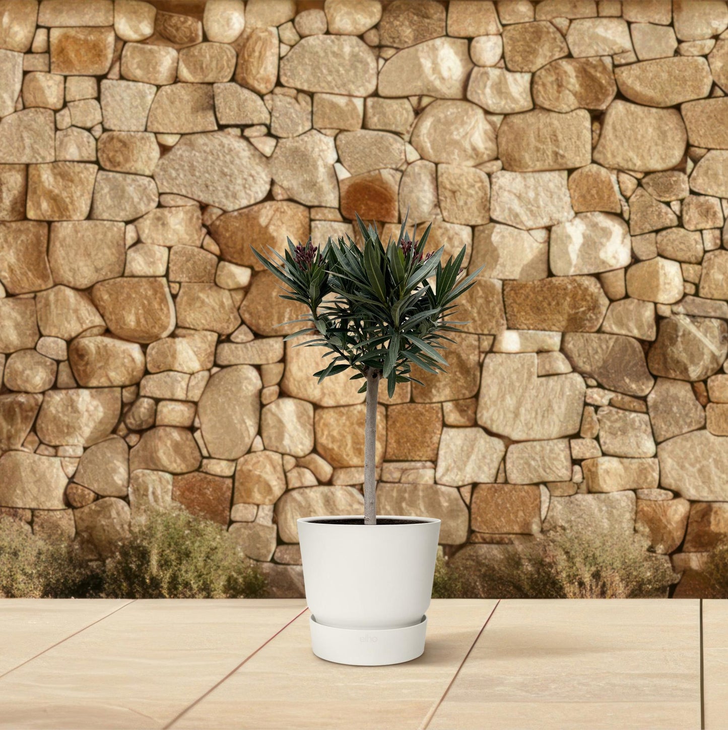 Nerium Oleander op stam met witte bloem - 90cm - Ø19