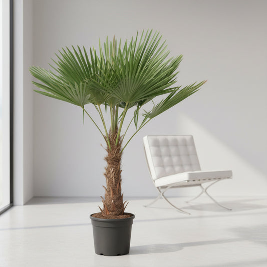 Trachycarpus Fortuneii - 180-220 cm - Ø32-40cm