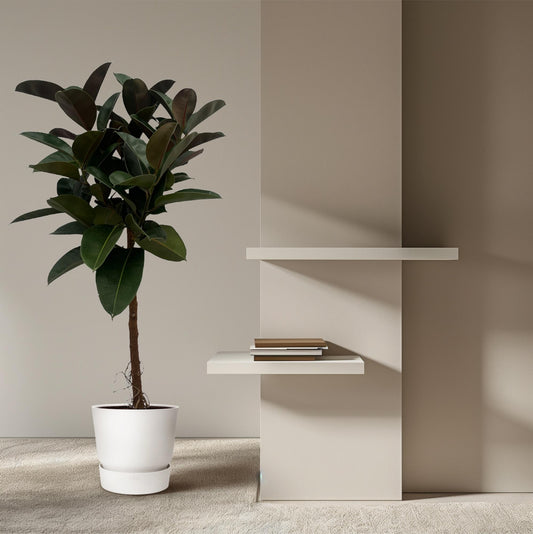 Ficus Elastica Robusta stam - 120 cm - Ø24cm