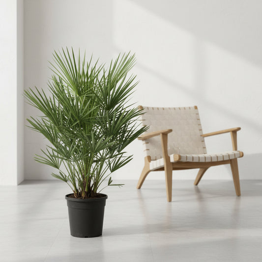 Chamaerops Humilis - 100cm - Ø21