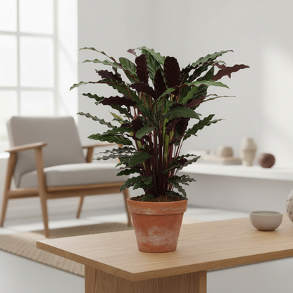 Calathea Wavestar - 80 cm - Ø19cm