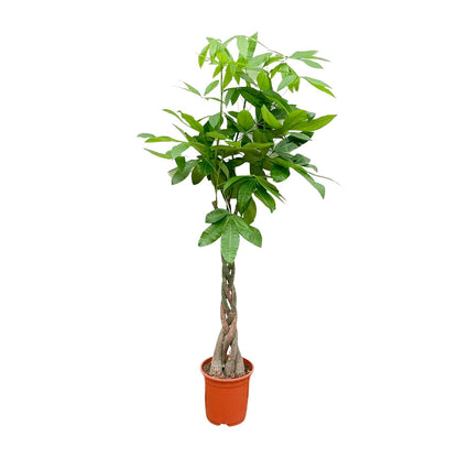 Pachira Aquatica - 110cm - ø21cm