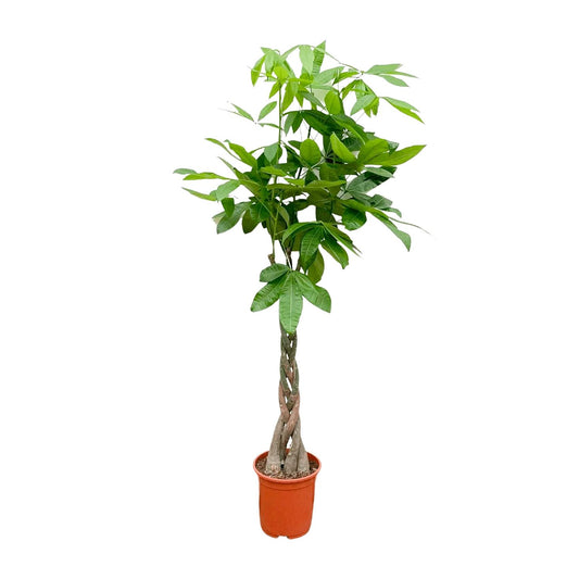 Pachira Aquatica - 110cm - ø21cm