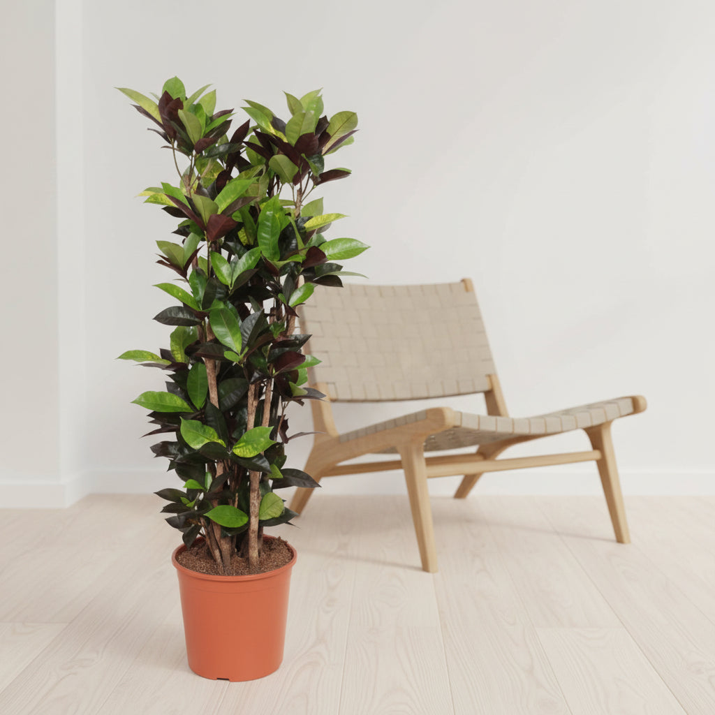 Codiaum Iceton - 140cm